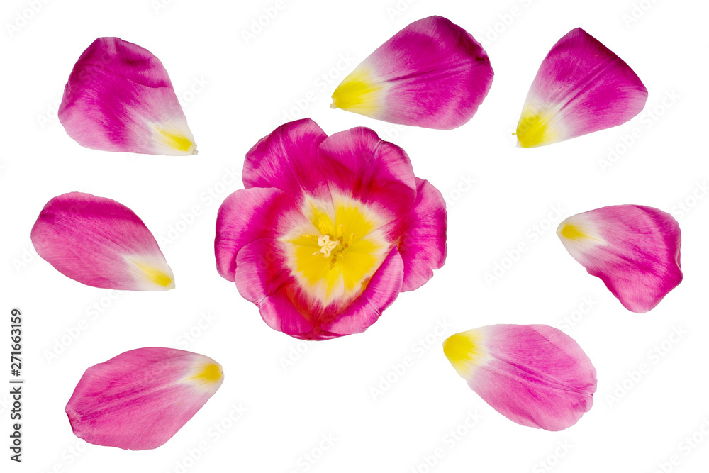 Tulips isolated on white background, top view Tulips isolated on white background, top view