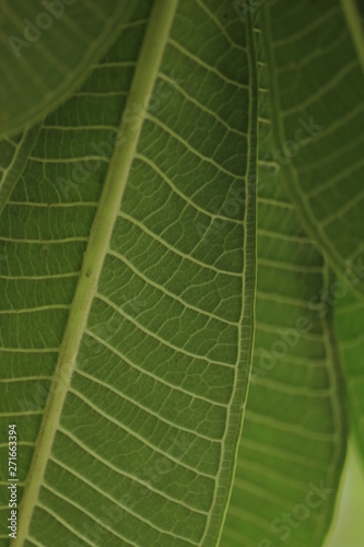 closeup of green leaf