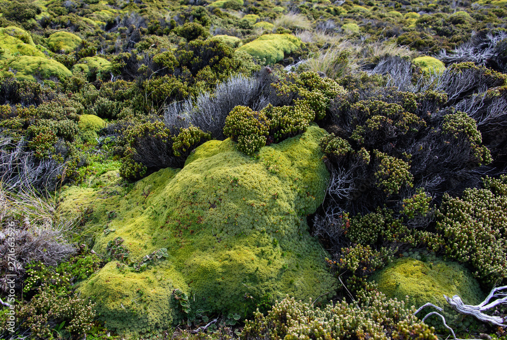 Landscape in Falkland Island