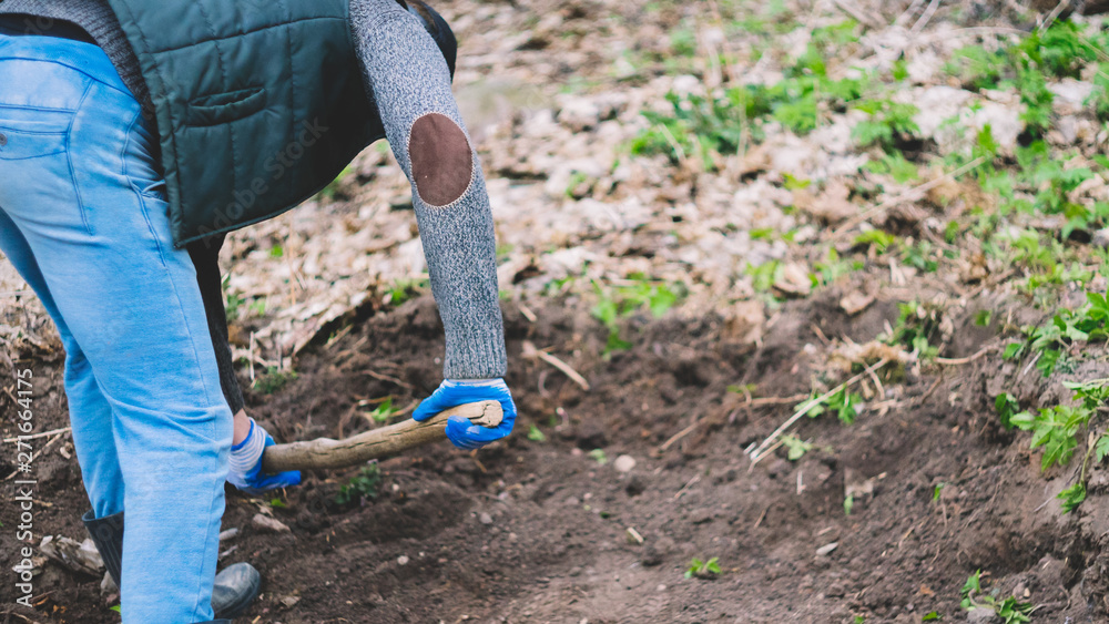 Man in work gloves digging with shovel. A spade in the act of digging into the soil. Gardening Work in fall, spring. Young man digging old lawn. Man in work gloves digging with shovel. A spade in the act of digging into the soil. Gardening Work in fall, spring. Young man digging old lawn.