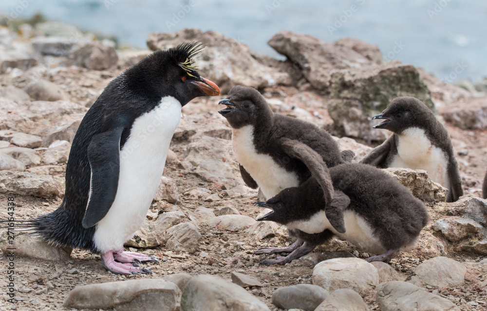 Naklejka premium Rockhopper Penguins