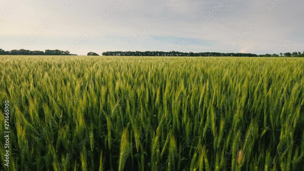 Walking along a picturesque field of yellow wheat at sunset Walking along a picturesque field of yellow wheat at sunset