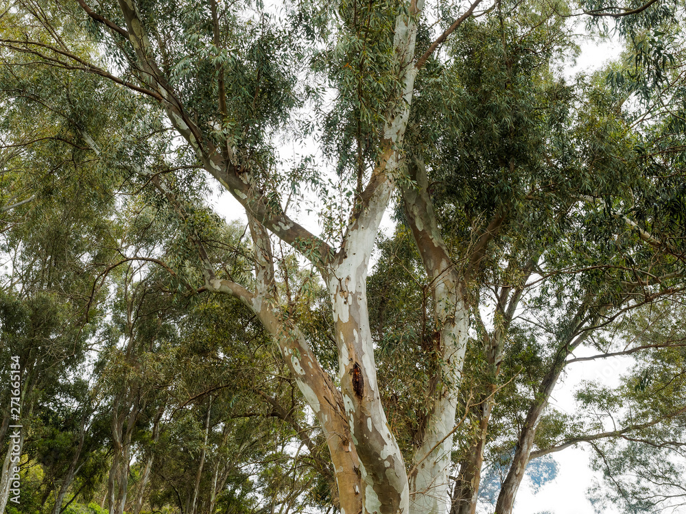 Fototapeta premium (Eucalyptus globulus) Tronc, branches et feuilles allongées de couleur bleu-vert luisantes de l'eucalyptus commun