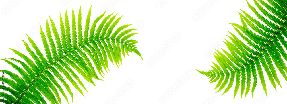 Tropical leaves fern on white background. Flat lay, top view. Long web format with copy space