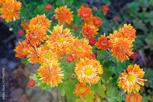 Chrysanthemum wallpaper. Floral bright background. Opened orange chrysanthemum bud. Close up. © Ga_Na