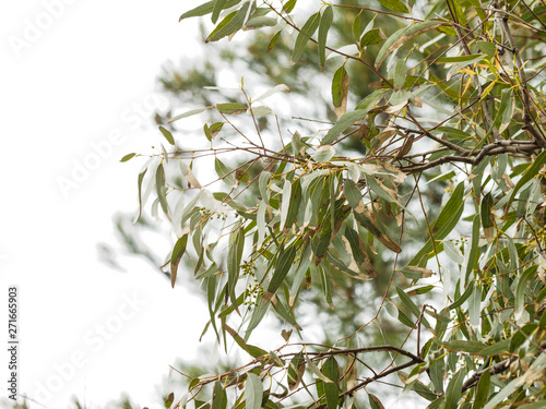 (Eucalyptus globulus) Feuilles allongées de couleur bleu-vert luisantes de l'Eucalyptus commun ou Gommier bleu 