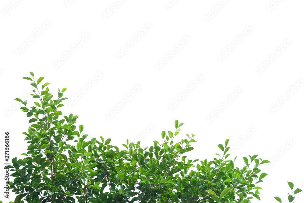 Obraz premium Tropical tree leaves with branches on white isolated background for green foliage backdrop