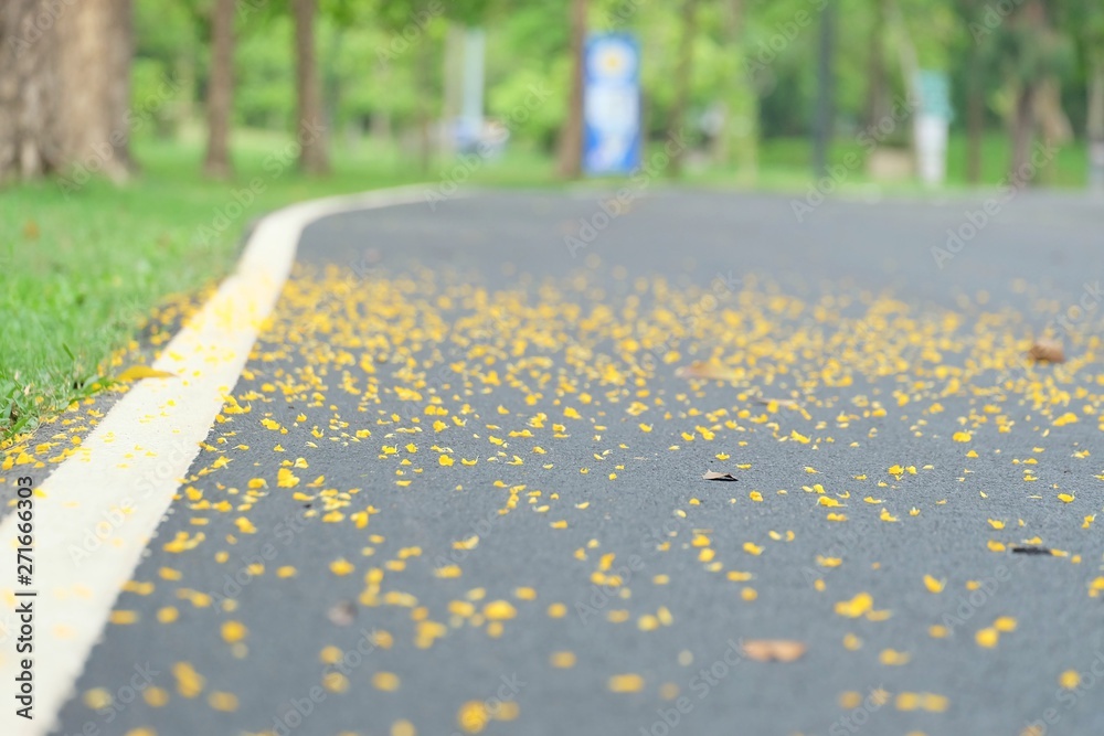 Obraz premium In selective focus of park road with yellow flower falling from the tree into a pavement and green nature background