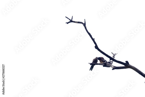 A couple local birds sitting on a dead tree twig  white isolated background 