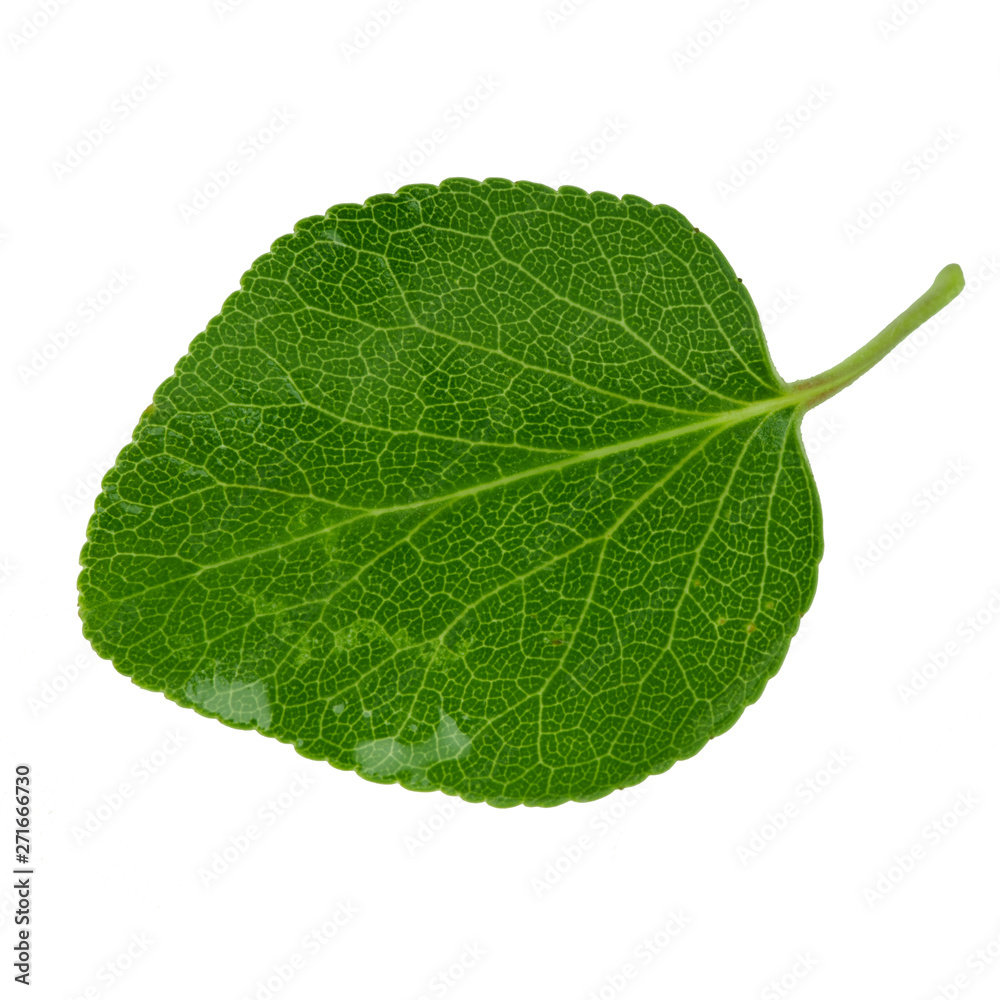 green fresh leaf of apricot with water drops isolated on white background green fresh leaf of apricot with water drops isolated on white background