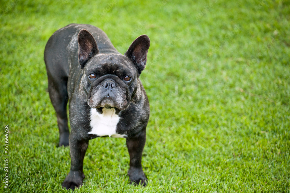 black french bulldog portrait grass background 