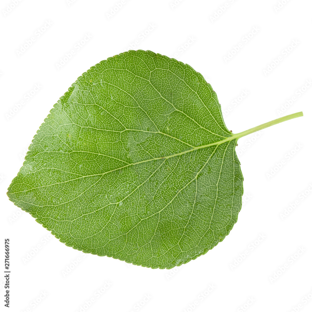 green fresh leaf of apricot isolated on white background green fresh leaf of apricot isolated on white background