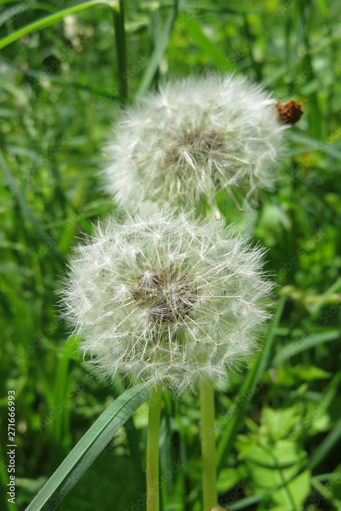 Fluffy dandelion flowers in the garden, closeup Fluffy dandelion flowers in the garden, closeup