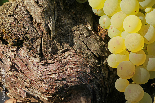 Obraz na plátně Détail bois cep de vigne
