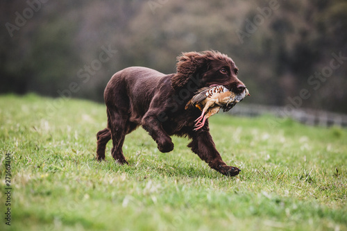 Brown Spaniel dog running across a field, retrieving pheasant.,Dog training school photo