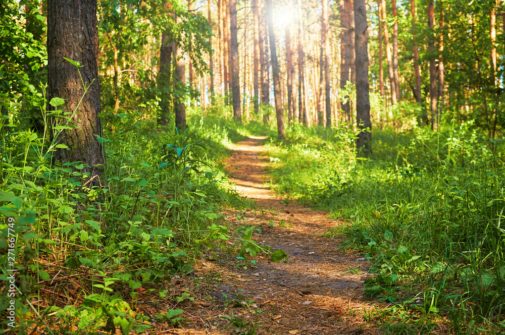 Footpath for people in the green forest. National park. Footpath for people in the green forest. National park.