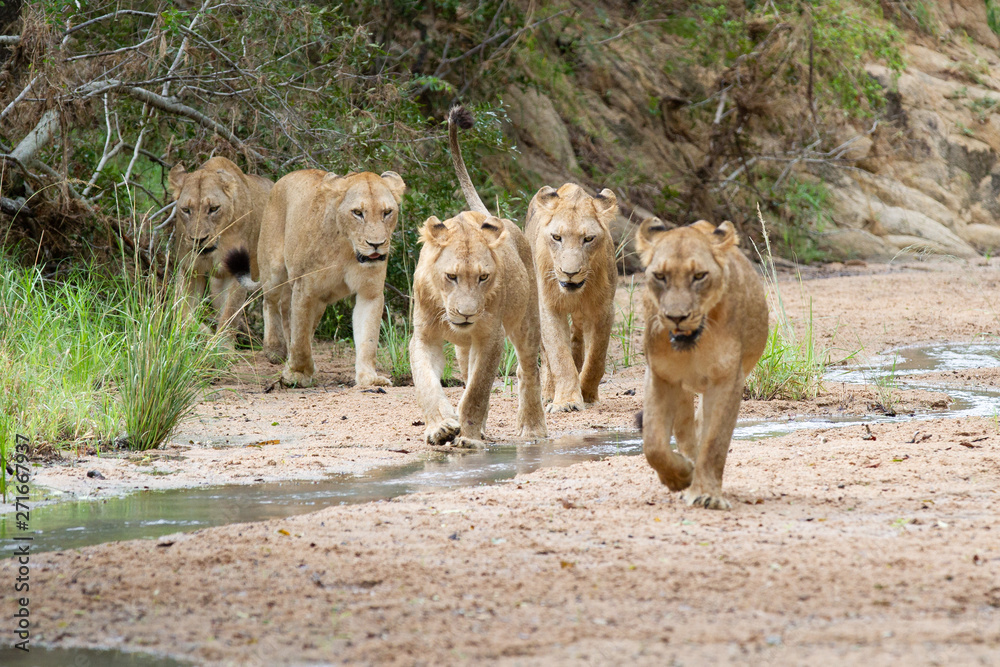 A pride of lions, Panthera leo, walk in a river bed towards camera, looking out of frame, ears back
,Londolozi Game Reserve A pride of lions, Panthera leo, walk in a river bed towards camera, looking out of frame, ears back
,Londolozi Game Reserve