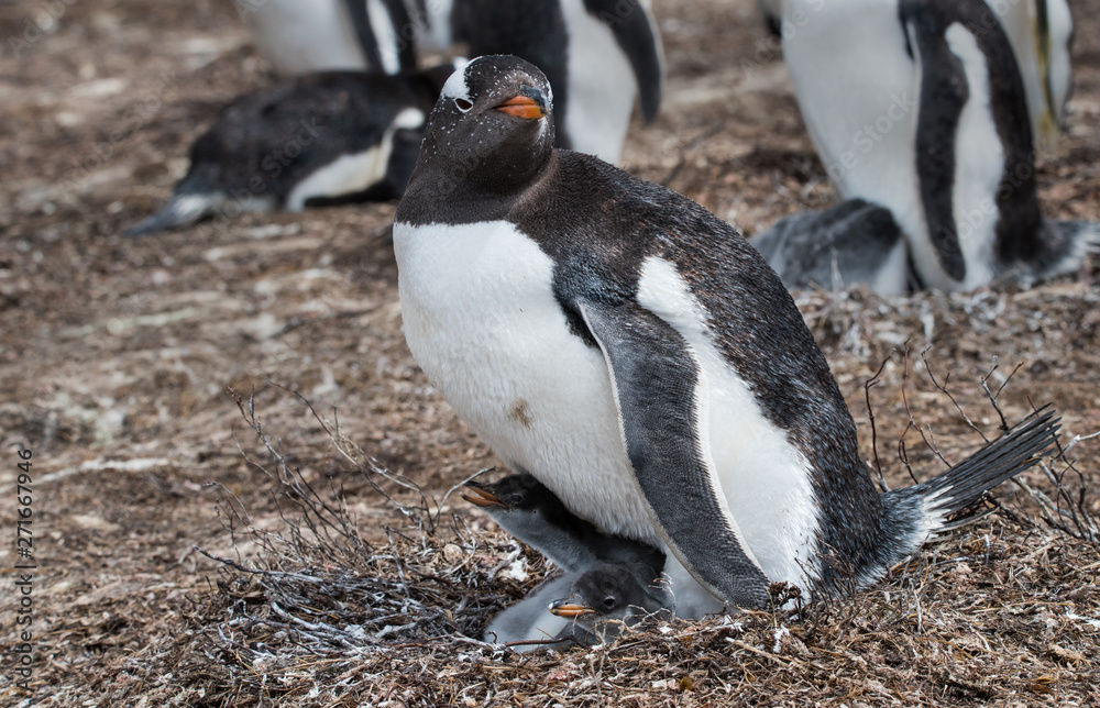 Fototapeta premium Gentoo penguins