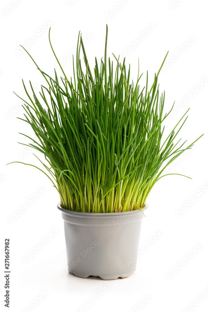 Chives plant in pot isolated on white Chives plant in pot isolated on white