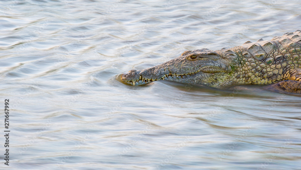 A crocodile, Crocodylus niloticus, stands in flowing water	
,Londolozi Game Reserve