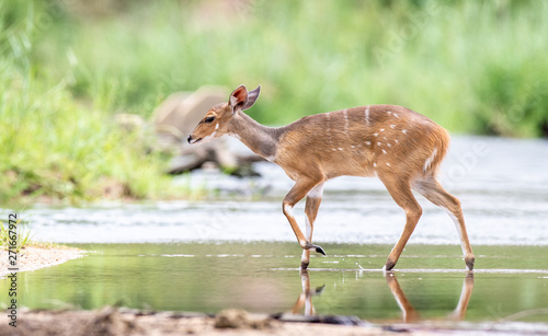 A bushbuck, Tragelaphus sylvaticus, walks across a still stream, ears back, looking out of frame, greenery in background 	
,Londolozi Game Reserve photo