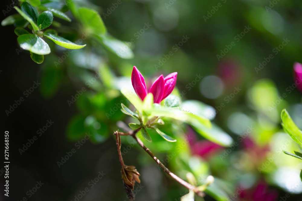 Obraz premium Little Pink