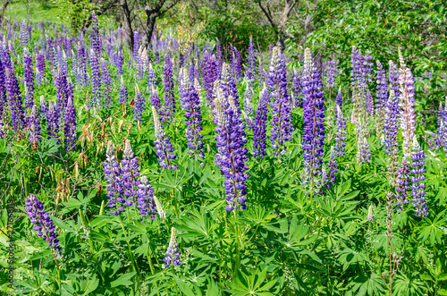 blooming lupine on the lawn