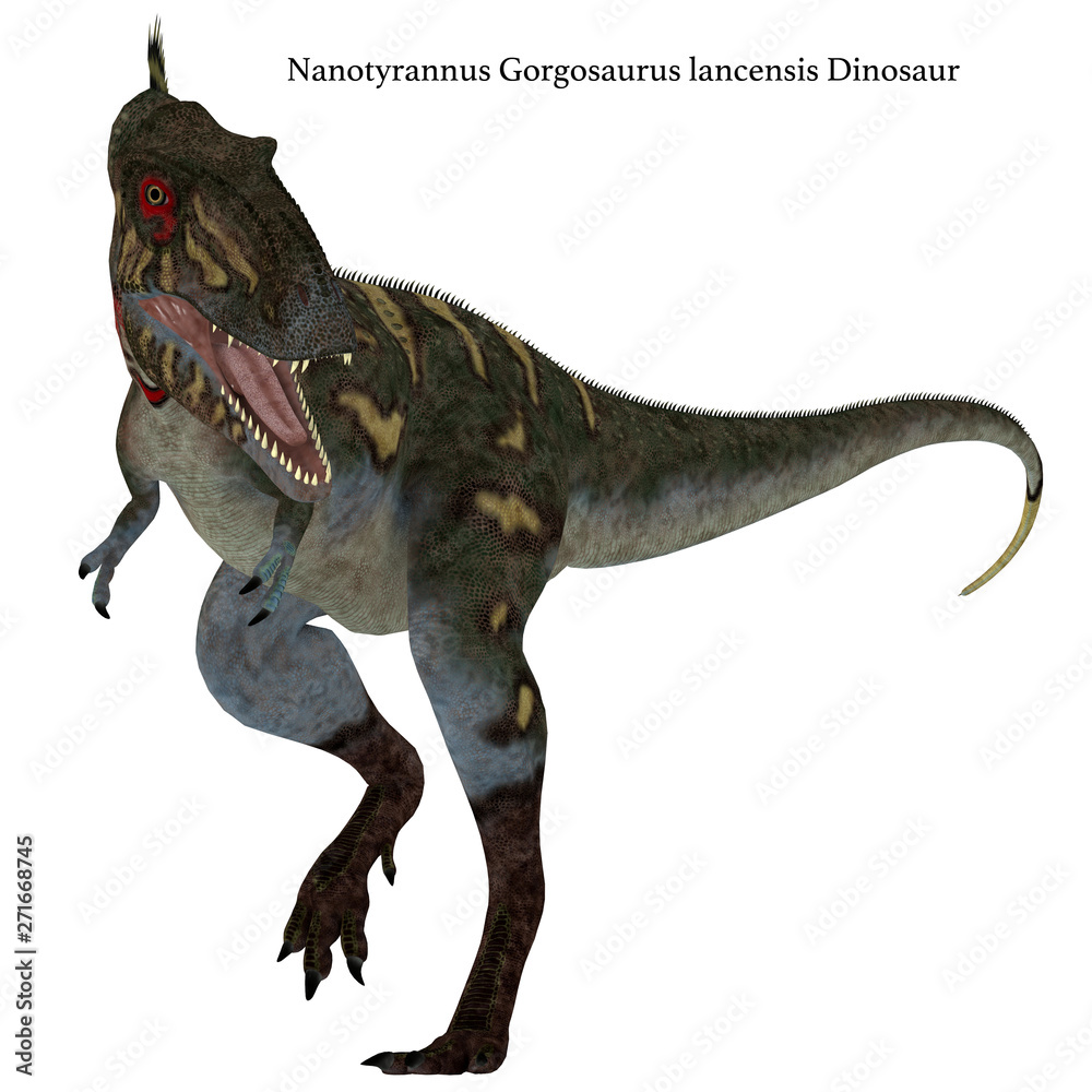 Nanotyrannus Dinosaur on White with Font - Nanotyrannus was a carnivorous theropod dinosaur that lived in North America during the Cretaceous Period. Nanotyrannus Dinosaur on White with Font - Nanotyrannus was a carnivorous theropod dinosaur that lived in North America during the Cretaceous Period.
