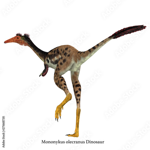 Mononykus Dinosaur Tail with Font - Mononykus was a carnivorous theropod dinosaur that lived in Mongolia during the Cretaceous Period.