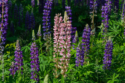 blooming lupine on the lawn