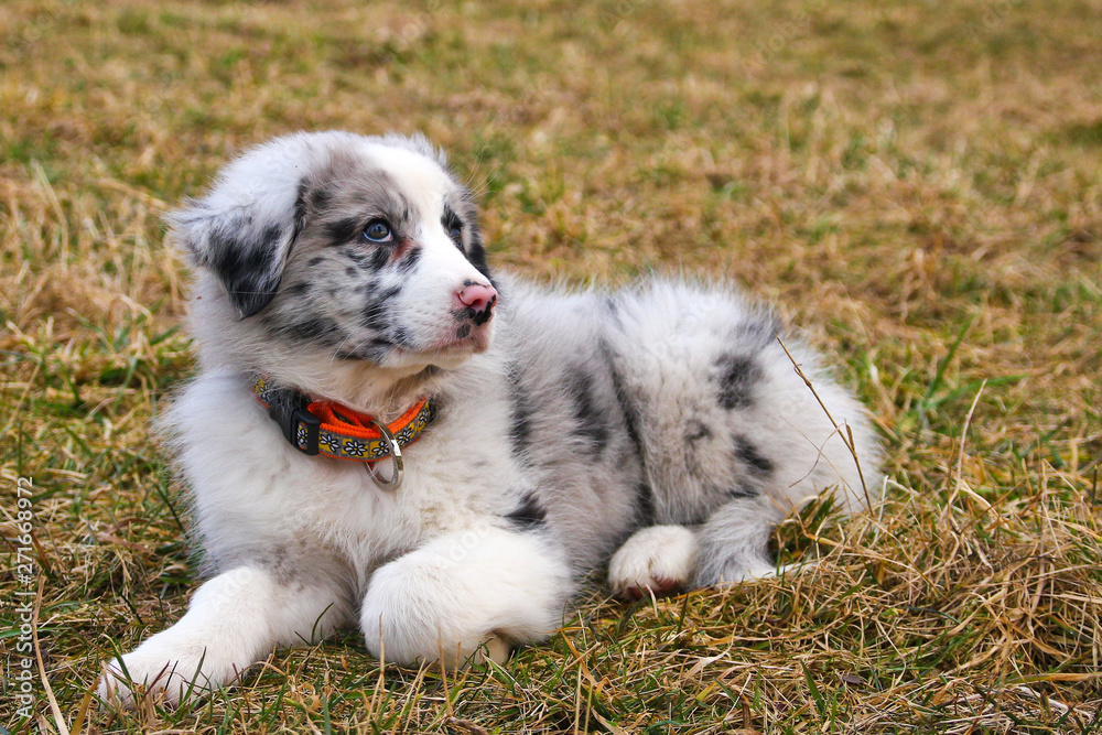 The cute young puppy of the Australian shepherd is posing on the dry grass during the walk. He enjoys to be outside, looking like smiling. The cute young puppy of the Australian shepherd is posing on the dry grass during the walk. He enjoys to be outside, looking like smiling.