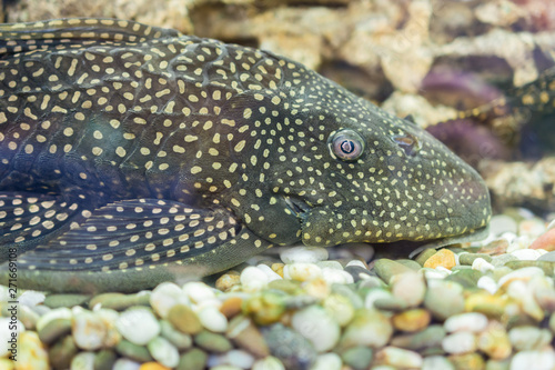 Aquarium Fish Bushymouth catfish (Ancistrus dolichopterus). Ancistrus dolichopterus, one of the Ancistrus species called the Bushymouth catfish, is a species of armored catfish native to Brazil. photo