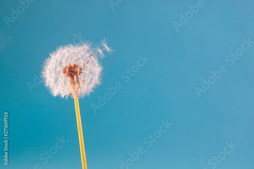 dandelion on a blue background. Lettering space