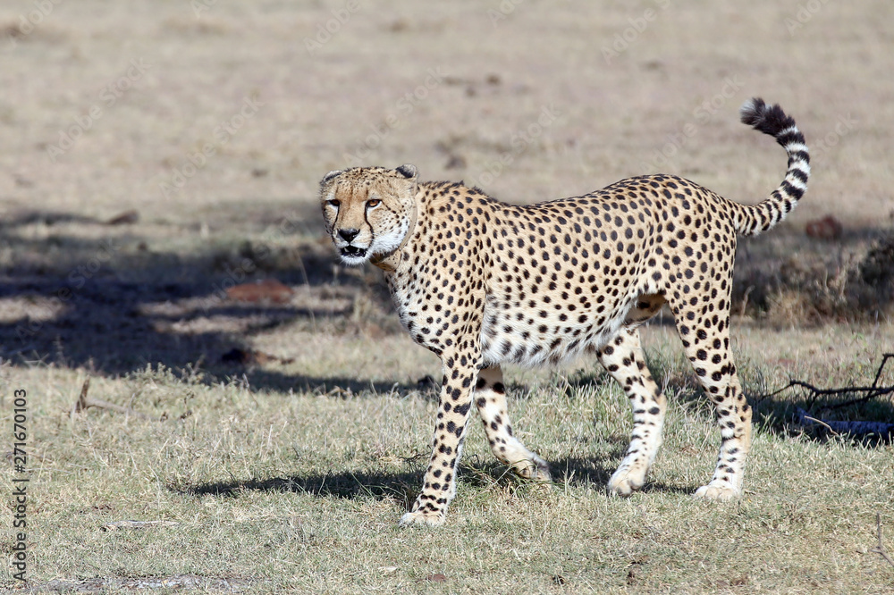 Naklejka premium Cheetah