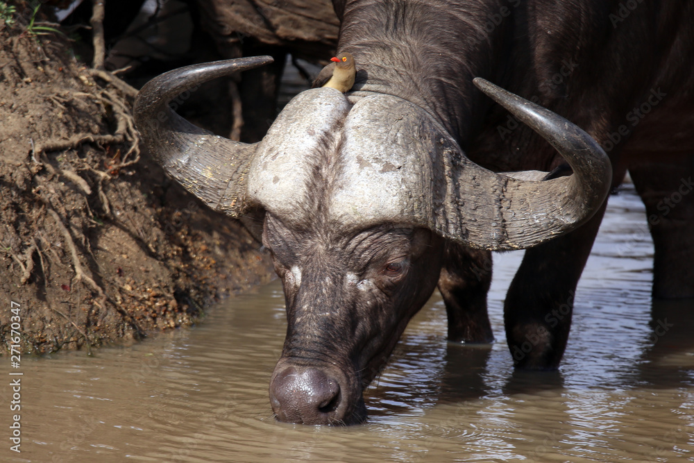 Obraz premium Cape Buffalo