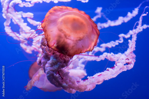 Jellyfish on blue background.