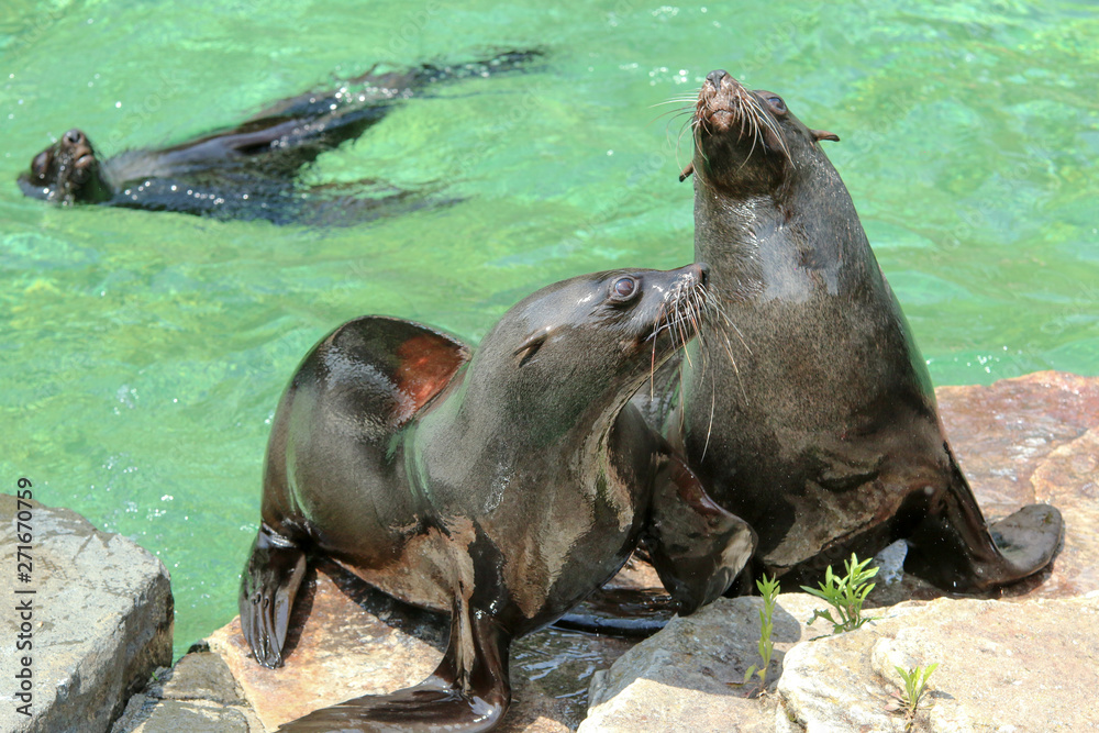 Fototapeta premium The sea lion by the pool in the zoological garden during the exhibition. Happy to be outside.
