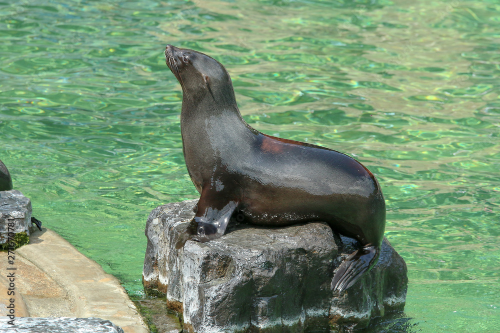 Fototapeta premium The sea lion by the pool in the zoological garden during the exhibition. Happy to be outside. 