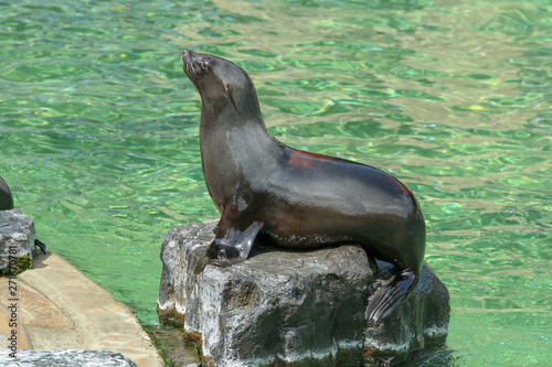 The sea lion by the pool in the zoological garden during the exhibition. Happy to be outside. 