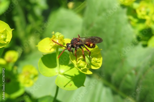 Red wasp on spurge flowers in the garden in spring 