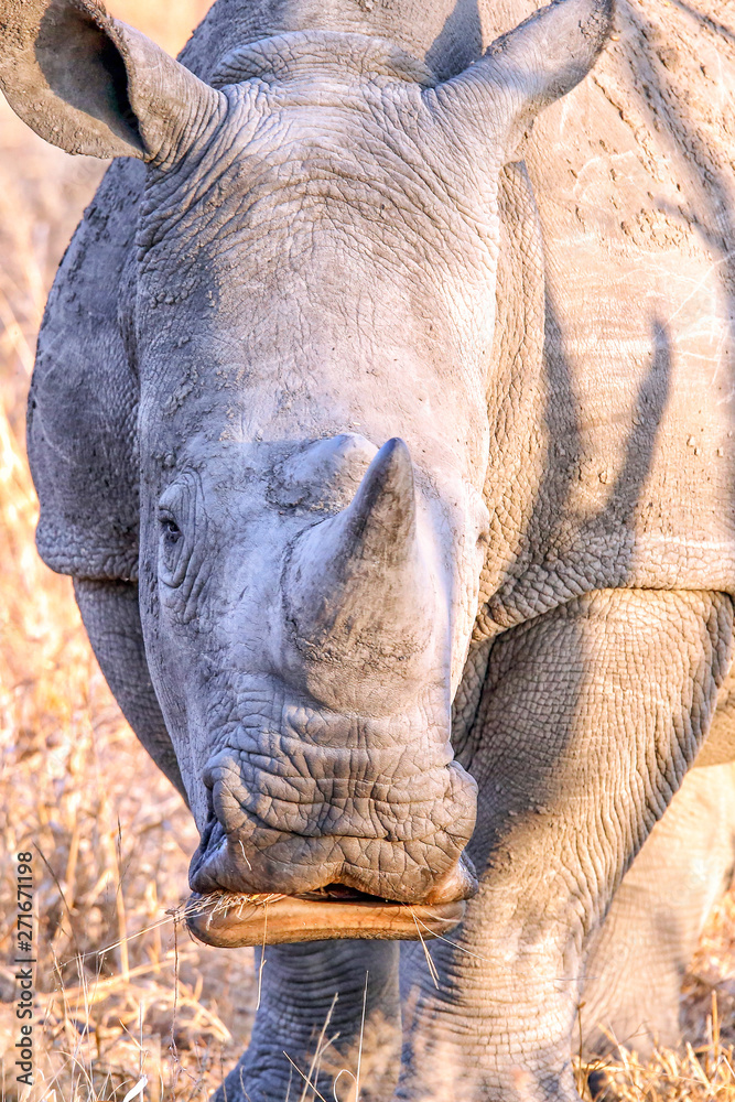white rhino white rhino