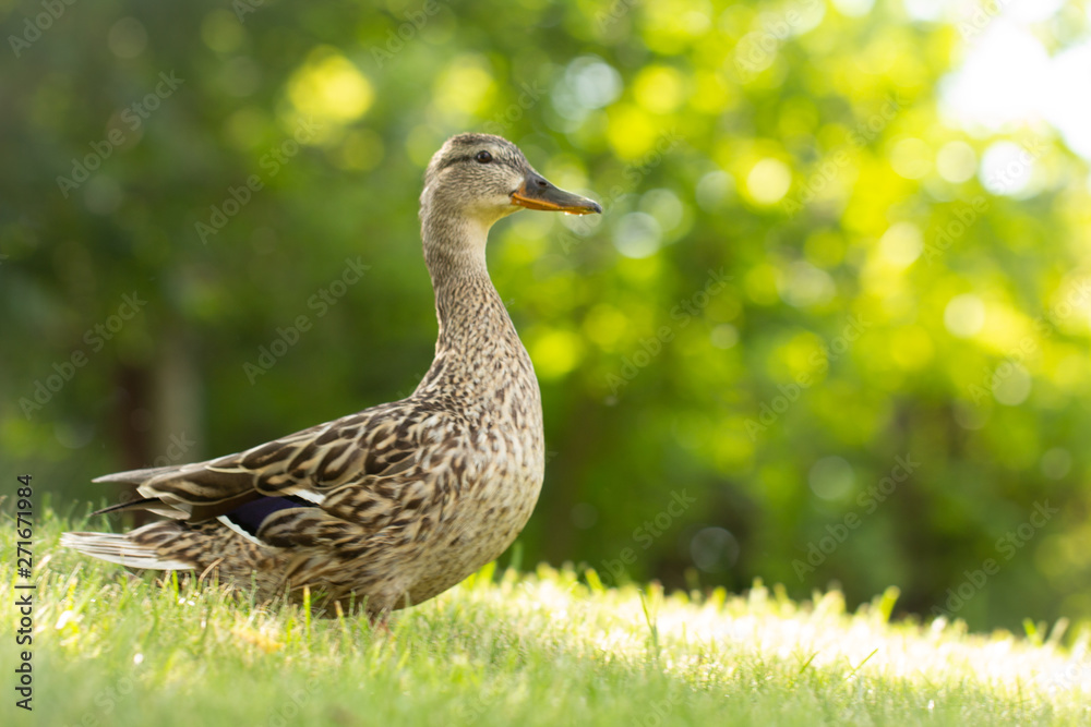 Wild duck, female walks on the green grass Wild duck, female walks on the green grass