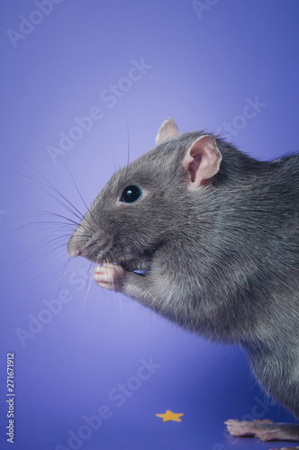 The amazing domestic rat color Russian blue on a purple background.