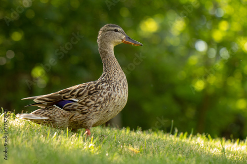 Wild duck, female walks on the green grass
