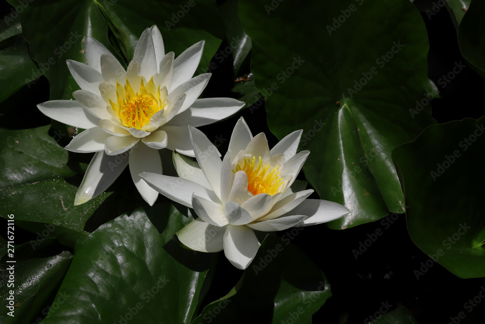 Beautiful lotus flower in pool ; Nymphaea sp. Beautiful lotus flower in pool ; Nymphaea sp.