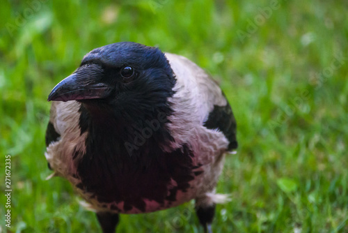 Closeup portrait of Grey crow (Corvus tristis) bird.