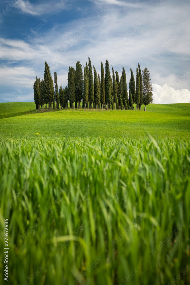 A group of Mediterranean Cypress trees on a picturesque afternoon in Tuscany, Italy.
