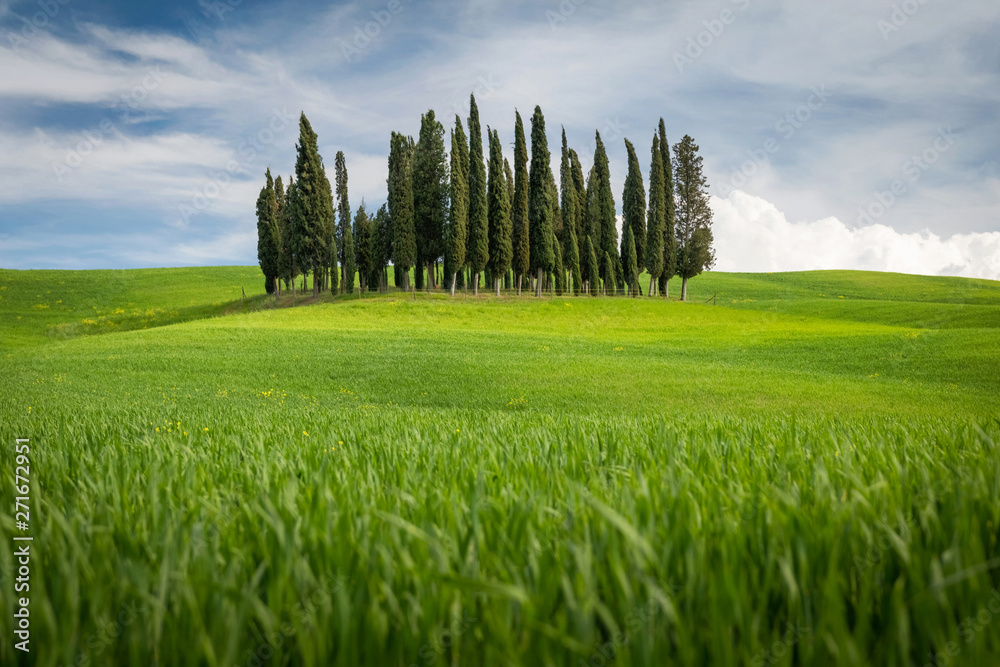 A group of Mediterranean Cypress trees on a picturesque afternoon in Tuscany, Italy.