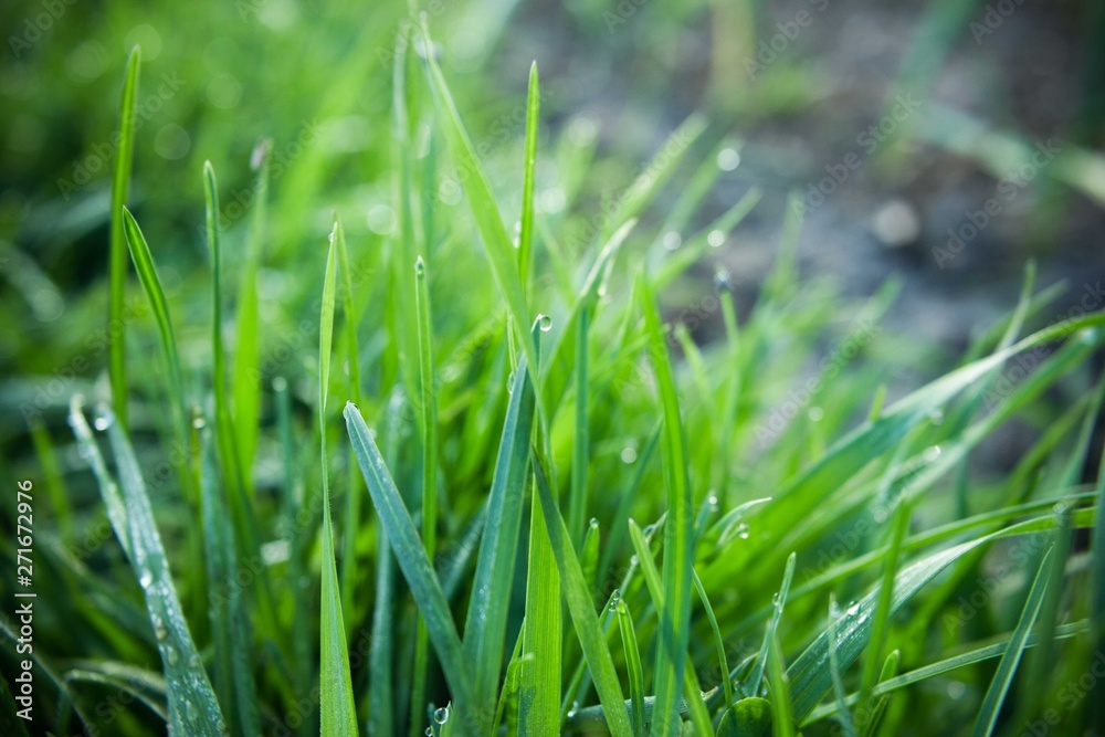 Fresh green grass with dew drops Fresh green grass with dew drops