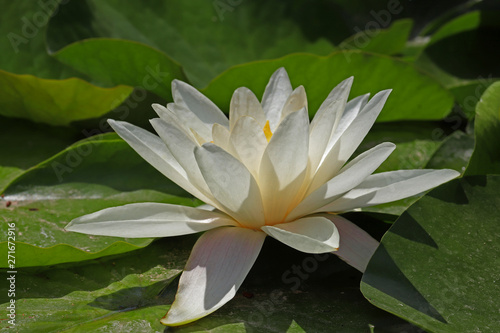 Beautiful lotus flower in pool ; Nymphaea sp.